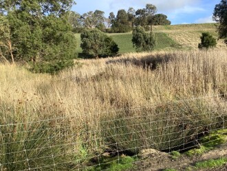Downstream view