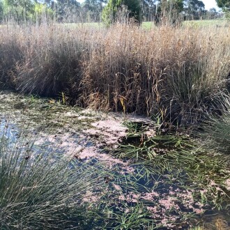Upstream