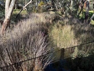 Creek prior to event. From pedestrian bridge at Bland Reserve toward Pyrenees Highwy, choked with reed
