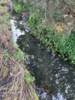 Stony Creek, Cruickshank Park, Yarraville upstream