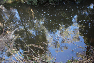 Site