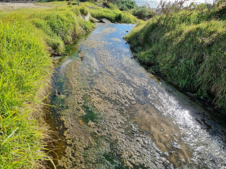 Coronae blocked drain overflow into the bay