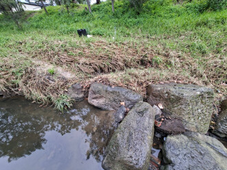 Bank (grass has been cut back)