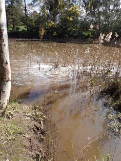 shows briwn water with surface froth in river with elevated height