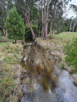 View looking north. Approx. 80 mm rain during past week and approx. 500mm since start of June. About 900mm so far this year.