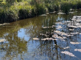 The 'Bloom' on pond water surface is evident in this photo