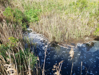 Griggs Creek water sampling location
