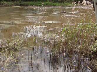 Rocks starting to appear.  No water birds present yet. View from sampling spot.