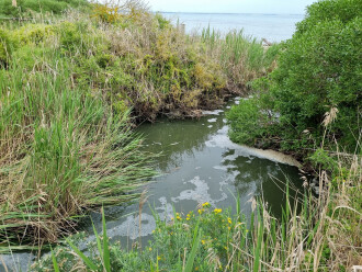 Creek pool draining into the bay