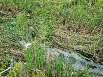 Strong water flow from creek into pool.