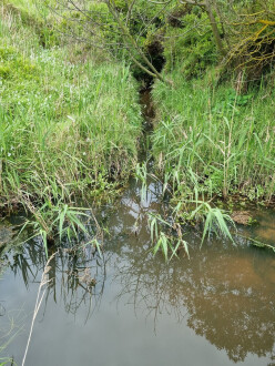 Creek running into drain pool