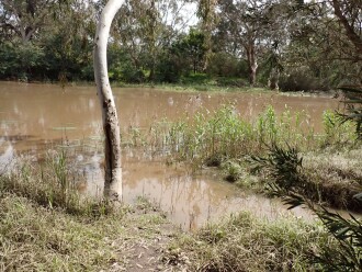 Shows drain exit area is full, at river water level. River level up slightly, breaking bank in just a few locations on this day.