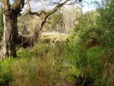Upstream