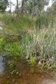 Upstream