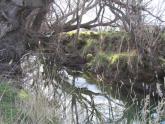 Downstream