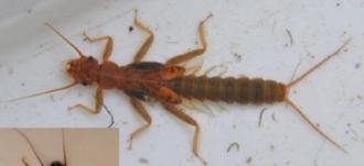 a. Family Eustheniidae (U sthenids - Stonefly nymph)