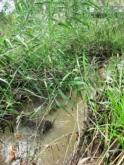 Downstream