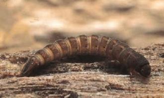 c. Family Elmidae (riffle beetle larvae)