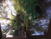 Upstream